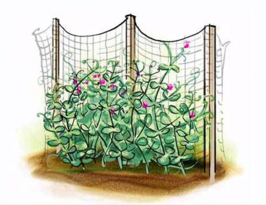 Growing Peas the Right Way — From Sugar Snap to Homesteader Image